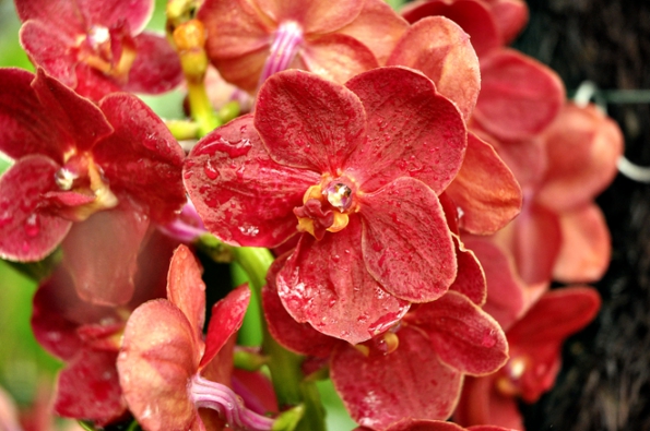Orchideje Vanda ´Red Magic´ mají nádherné ohnivě červené květy a patří mezi nejoblíbenější druhy.