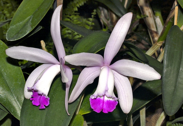 Elegantní Cattleya intermedia je původním druhem, vyniká svou jednoduchou krásou a velkými květy.