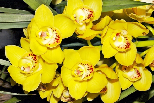 Jeden z nejnovějších hybridů Cymbidium ’Golden Courtier‘ má sytě žluté květy s velmi dlouhou trvanlivostí.