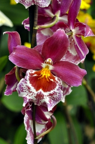 Zygopetalum pochází z brazilských hor a snadno se pěstuje jak tento druh, tak i krásné modrokvěté hybridy. Silně voní a pěstovat ho zvládne i začátečník.