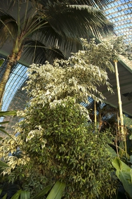 Ficus benjamina se pěstuje v mnoha kultivarech – drobnolisté formy, variegátní bíle pruhované a mnoho dalších.