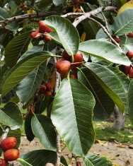 Nápadné červené plody mívá Ficus macrophylla. V přírodě je rozšířen na jihu Asie a severu Austrálie, pěstuje se však velmi často v parcích jižní Evropy.