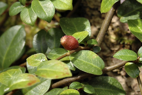 Plazivý drobnolistý Ficus vaccinifolia (česky borůvkolistý) dělá čest svému jménu. Pochází z hor Tchaj-wanu a je dost chladnomilný.