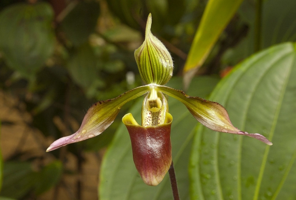Paphiopedilum x siamense je jednoduchý hybrid dvou odolných druhů (P. callosum x P. appletonianum)
