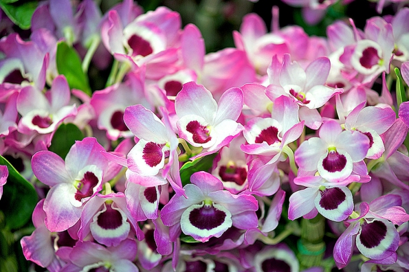 Dendrobium nobile potřebuje zimování při teplotách kolem 10 °C a velmi mírnou zálivku.