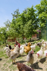 Slepice a kohouti si užívají májové slunce i trávu ve výběhu a odměňují se bohatou snůškou vajec. Cenné jsou také slepičince, které dodávají půdě fosfor, dusík a draslík.
