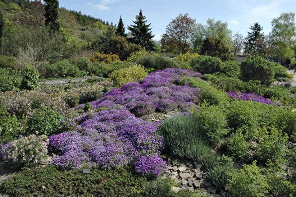 Trsy nenáročné tařičky (Aubrieta) se časem rozrostou do rozsáhlých porostů, které v dubnu skalku změní na barevný koberec.