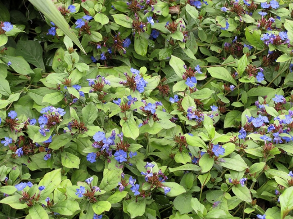 Půdopokryvná ceratostigma (C. willmottianum), které se často nepřesně říká olověnec, je krásná nejenom modrými květy, ale i červenými listy na podzim, a také snese zastínění.