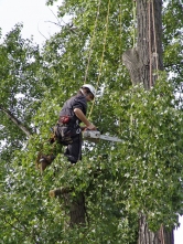 Při arboristice jde zejména o co nejšetrnější zásah do stromu. Stejně velký důraz je pak kladen i na bezpečnost samotného arboristy.