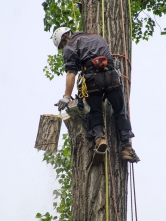 Při arboristice jde zejména o co nejšetrnější zásah do stromu. Stejně velký důraz je pak kladen i na bezpečnost samotného arboristy.