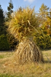 V zahradě ostříhejte a odstraňte všechny odkvetlé a zaschlé trvalky i letničky. Vysoké okrasné trávy jako Miscanthus, Cortaderia nebo Arundo se před zimou svážou do snopů nastojato. Ty nejchoulostivější můžete navíc obalit bublinkovou fólií. Trávy však v žádném případě nestříhejte, při zimních deštích by voda zatekla stébly až ke kořenům a mráz by roztrhal báze stébel. Rostliny by pak odumřely.
