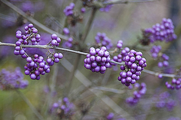Nezvyklou barvu mají plody čínské krásnoplodky Bodinierovy (Callicarpa bodinieri). Zdobí dvoumetrové keře od září až do prosince.
