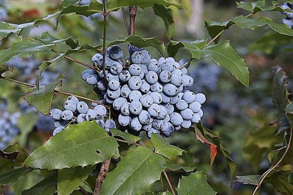 Mahónie cesmínolistá (Mahonia aquifolium) je považována za keř vhodný hlavně na hřbitovy. Na podzim má tmavě modré plody, ale listy krásně zčervenají a na jaře kvete zářivě žlutě.