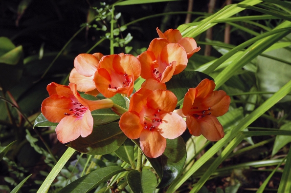 „Azalky“, správně tropické rododendrony, také patří mezi nejkrásnější živé vánoční ozdoby. Tyto keříky milují teplé dny a chladné noci, tedy velké výkyvy teplot. Dobře se jim daří při vyšší vzdušné vlhkosti. Substrát lze získat smísením vláknité rašeliny, hrubého perlitu, pemzy a drobné drcené borky. Rododendrony potřebují stále vlhké kořeny, ale nesnášejí trvalé mokro, když květináč stojí v misce s vodou.