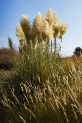 Pampová tráva (Cortaderia selloana) přináší do zahrady exotický šmrnc a neobvyklost. Kvete až na podzim a je citlivější na holomrazy.