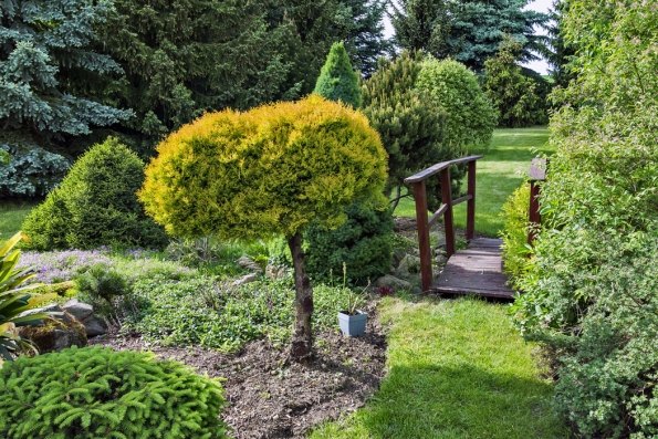 Tvarovaná zlatá túje a můstek, po kterém přejdete do zadní části zahrady se vzrostlými smrky Picea abies, omorika a Picea pungens 'Glauca'.