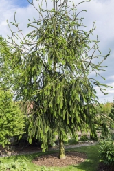 Úžasnou dominantou zahrady v Dolanech u Kladna je vzrostlý hadí smrk Picea abies 'Virgata', který dorůstá do výšky více než 10 m.