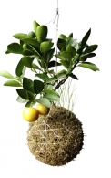 Citroník (Citrus limon) je stálezelená rostlina původem ze subtropů. Bude se mu líbit v zimní zahradě, dodá jí kouzelnou exotickou atmosféru, svěží barvy a výraznou vůni.