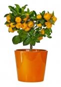 Mandarinky (Citrus reticulata, Citrus clementina) potěší voňavými květy a jako všechny citrusy také vylučují další vonné silice obohacující vzduch. Plody se samozřejmě mohou konzumovat.