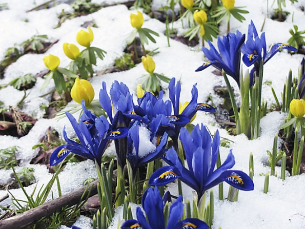 Kosatec síťkovaný (Iris reticulata) a talovín zimní (Eranthis hyemalis)