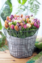 Tulipánů je mnoho druhů od raných odrůd po pozdní, plnokvětých či jednoduchých.
