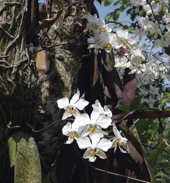 Spatřit velký rozkvetlý trs orchideje v jejich tropické domovině patří k silným zážitkům. Orchideje však z přírody mizí tak rychle, že se možná dočkáme konce mnoha z nich.