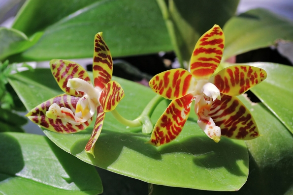 Původní druh Phalaenopsis amboinensis je poměrně drobný epifyt z tropických deštných lesů indonéských ostrovů.