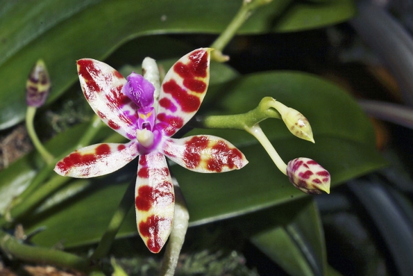 Nevelký původní druh Phalaenopsis lueddemanniana roste na Filipínách.