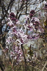 Syringa oblata. Šeřík širokolistý rozkvétá o jeden až dva týdny dříve než šeřík obecný. Roste bujně, je odolný a zdravý, květy jsou světlejší a drobné.