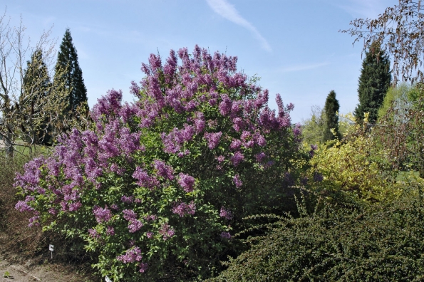 Syringa x chinensis. Šeřík čínský je hustě a jemně větvený rozložitý keř s větvemi obloukovitě převisajícími, tenkými a letorosty hranatými, pokrytými výraznými lenticelami.