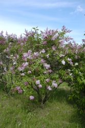 Syringa x prestoniae ´Isabella´. První rostliny vyšlechtila Isabella Preston z Ottawy ve dvacátých letech minulého století a po ní následovali další šlechtitelé.