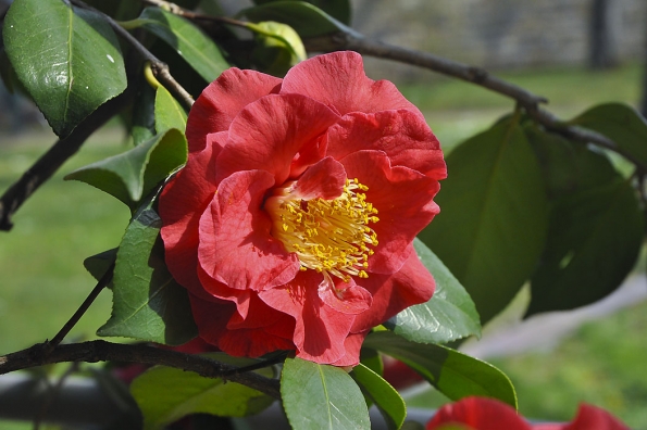 Camellia japonica ´Grand Prix´ je obzvlášť velkokvětá odrůda, květ dosahuje téměř dvojnásobné velikosti než u plané původní formy.