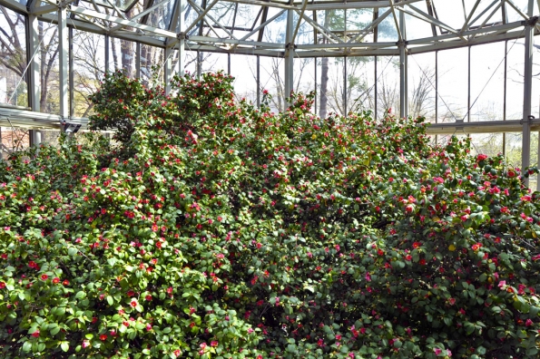 Kvetoucí nejstarší rostlina Camellia japonica v zámku Pillnitz