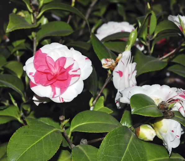 Nápadně dvoubarevná Camellia japonica ´Contessa Lavinia Maggi´