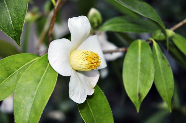 Camellia saluenensis je keřík z vysokých hor jižní Číny, kde roste až do 3 200 metrů nad mořem. Ve své domovině patří k ohroženým druhům.
