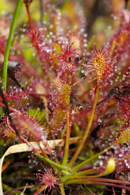 Rosnatka prostřední (Drosera intermedia, na fotografii vlevo) je zcela mrazuvzdorná a můžete ji spatřit i v naší přírodě.