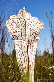 Sarracenia leucophylla má nádherně bílo-zelené pasti, které vyzrávají později než ostatní, ale také zůstávají déle pěkné. Květy má tmavě červené.