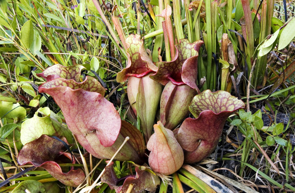 Z masožravých špirlic v zahradě nejlépe přezimuje Sarracenia purpurea, která v přírodě roste na východním pobřeží USA až do Kanady. Její ležaté pasti jsou hodně otevřené a nejméně specializované. Vhodným substrátem je směs čisté neupravené rašeliny a bílého písku. Všechny druhy vyžadují trvale vysokou vlhkost, tedy kořeny ve vodě, pouze v zimě stačí vlhké bahno. Umístění by mělo být co nejvíce na slunci.