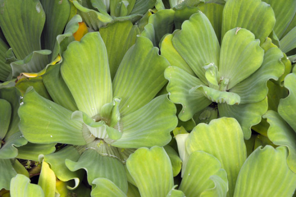 Plovoucí růžice tropické rostliny Pistia stratoides mohou krášlit venkovní nádrž v létě, přezimují například v akváriu.