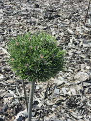 Borovice kleč (Pinus mugo 'Picobello'). Čarověník na podnoži, výška 40 cm. Dobře vynikne kulovitý tvar.