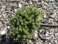 Smrk ztepilý (Picea abies 'Little Gem'). Je vhodný například do skalek nebo k pěstování v nádobách.