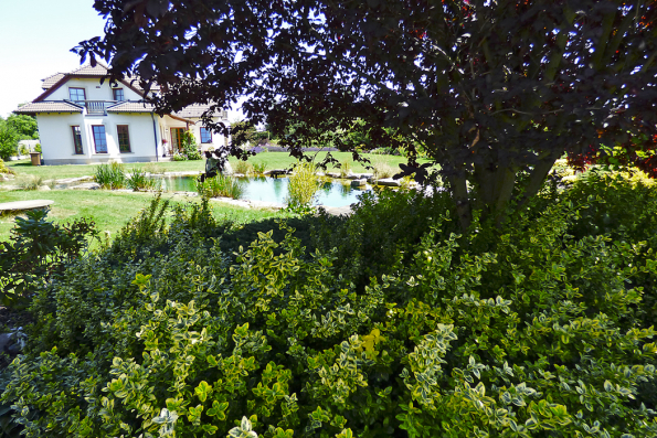 Fortuenův brslen (Euonymus fortunei), neuvěřitelně nenáročný a odolný druh, poroste i ve stínu pod většími stromy, kde musí zápasit o vodu, světlo a živiny.