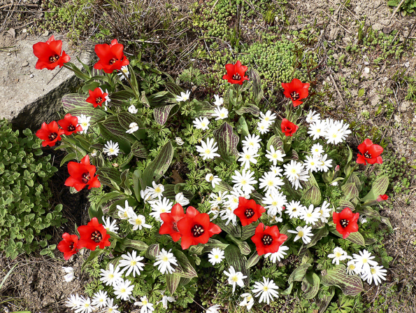 Tulipány a sasanky se nejen perfektně doplňují, ale rozumí si i svými velmi skromnými nároky.