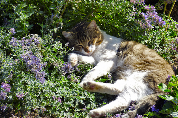 Šanta kočičí (Nepeta x fassenii) má magickou sílu probouzet v dospělých kočkách příjemné pocity a možná i halucinogenní stavy. Obsahuje totiž tzv. nepetaklotony, které mají podobné vlastnosti jako THC nebo LSD. Proto se ve středověku používala jako silná halucinogenní látka. Nedivte se tedy, až uvidíte své kočičí miláčky, jak se slastně válejí v šantě a okusují její listy. Vysázejte si tuto mimořádně nenáročnou bylinu a vaše kočky vás budou milovat! Nebo spíše tu šantu...