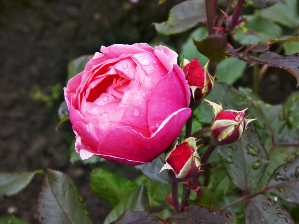´Gartenprinzessin Marie-José´ je letošní novinka ze skupiny Parfuma. Pomponkovitá forma květů zůstává až do odkvětu. Intenzivní ovocná vůně růžově červených květů se doplňuje s výborným celkovým zdravím. Rostlina dorůstá do 80 cm.