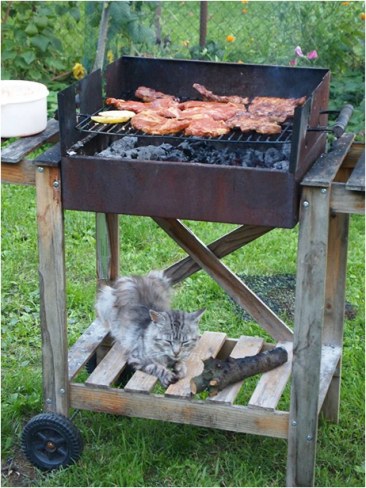 Kočka na grilu, foto: Marcela Machů