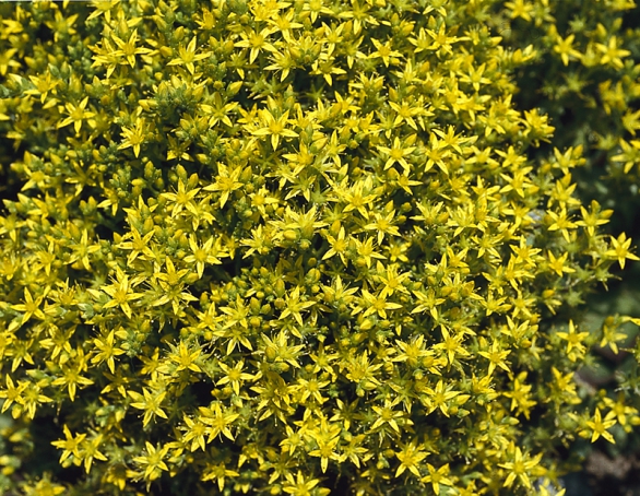 Rozchodník ostrý – Sedum acre Rozchodník ostrý – Sedum acre