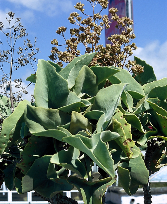 Kolopejka beharská – Kalanchoe beharensis Kolopejka beharská – Kalanchoe beharensis
